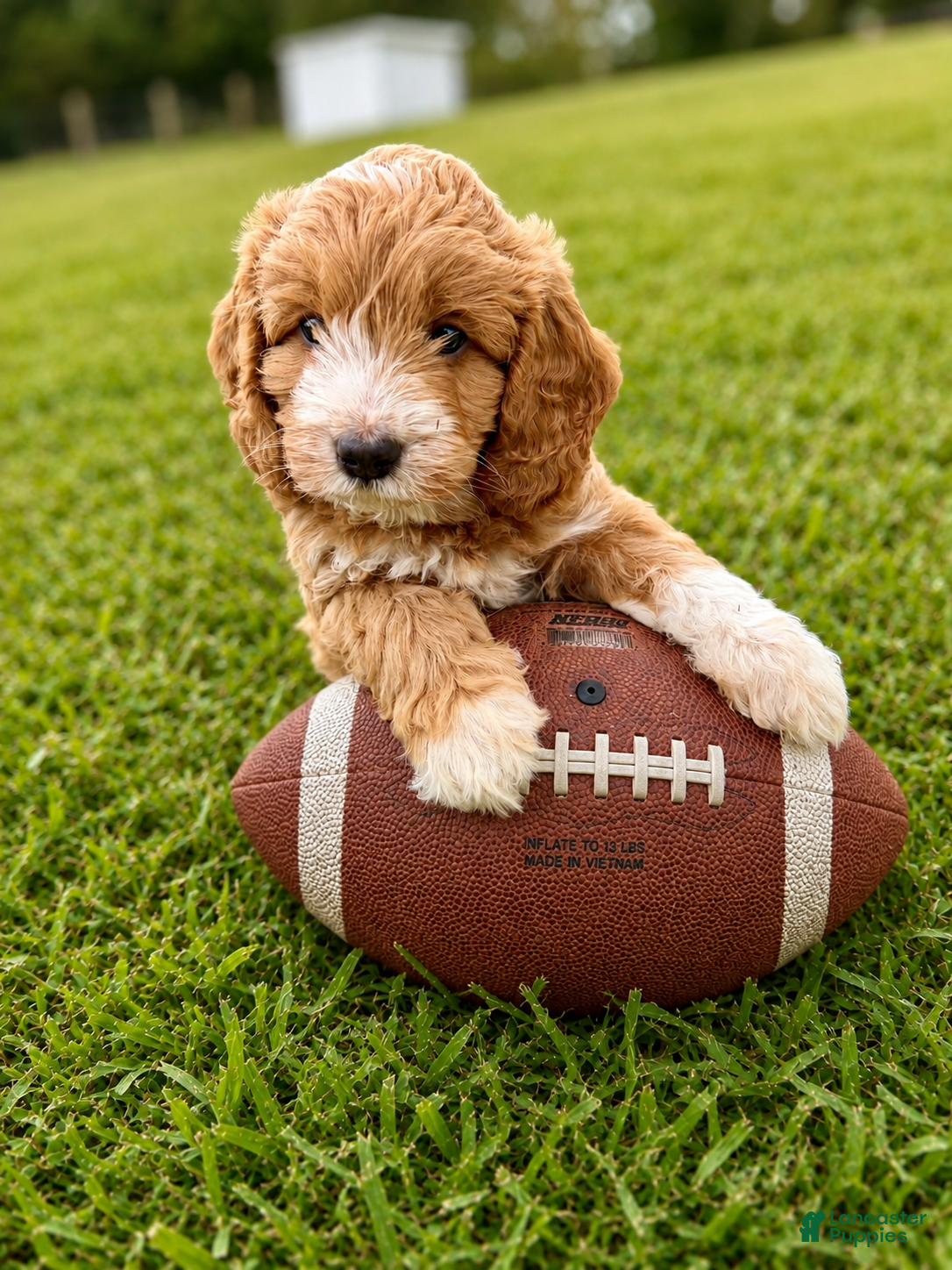 Goldendoodle dogs Rookie - Ad 1