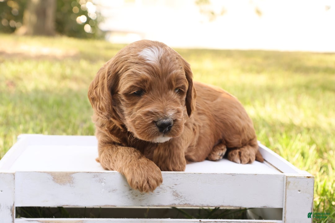 Mini Goldendoodle dogs for sale: Jack - Ad 7