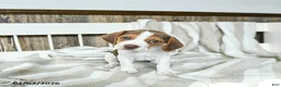 Beagle dogs for sale: Cappuccino - Ad 1