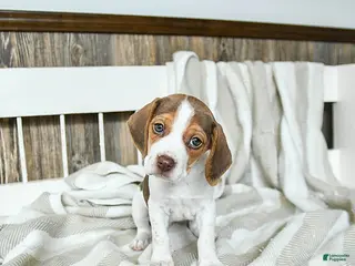Beagle dogs Cappuccino - Ad 8