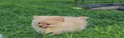 Pomeranian dogs for sale: Finn - Ad 9