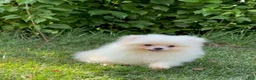 Pomeranian dogs for sale: Pomeranian Puppy Fluffy - Ad 7