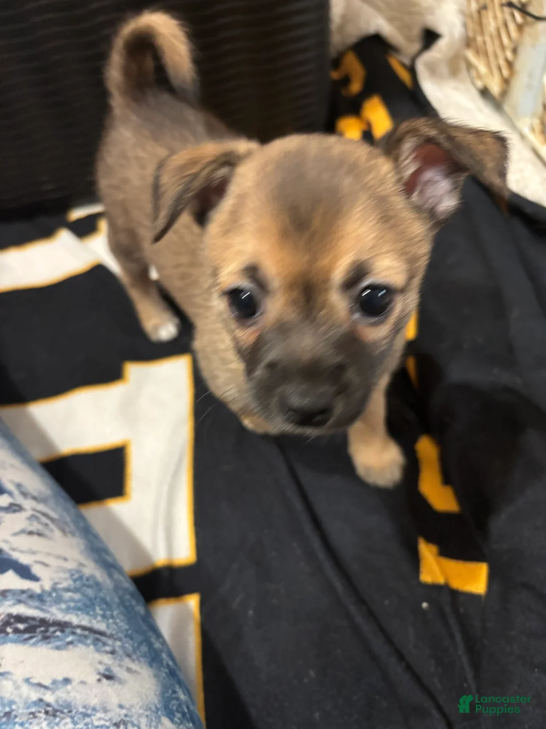 Chihuahua dogs for sale: Chihuahua Puppy 1 - Ad 24