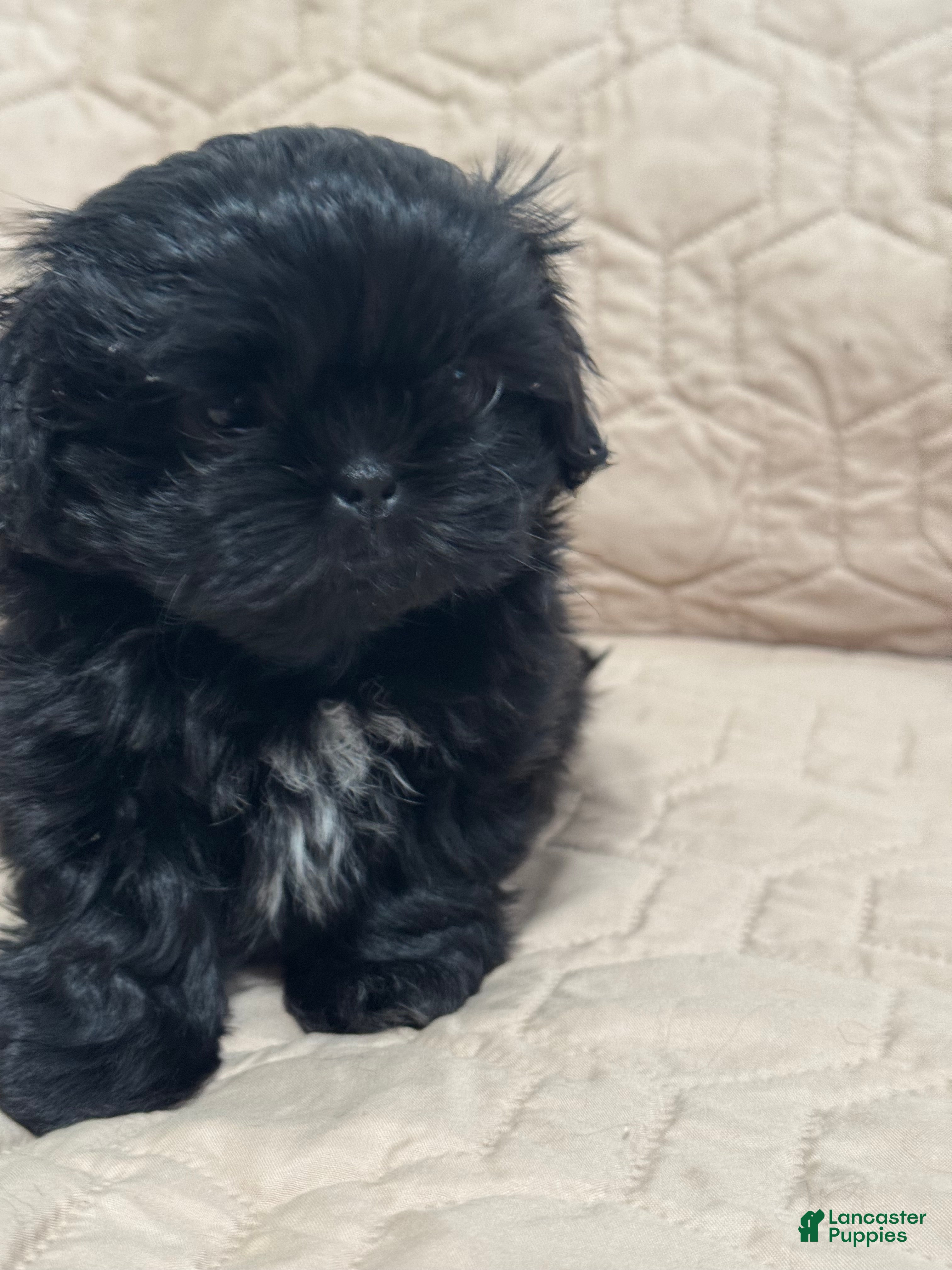 Shih Tzu dogs Shih Tzu 1 - Ad 2