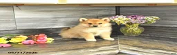 Pomsky dogs for sale: Jewelz - Ad 1