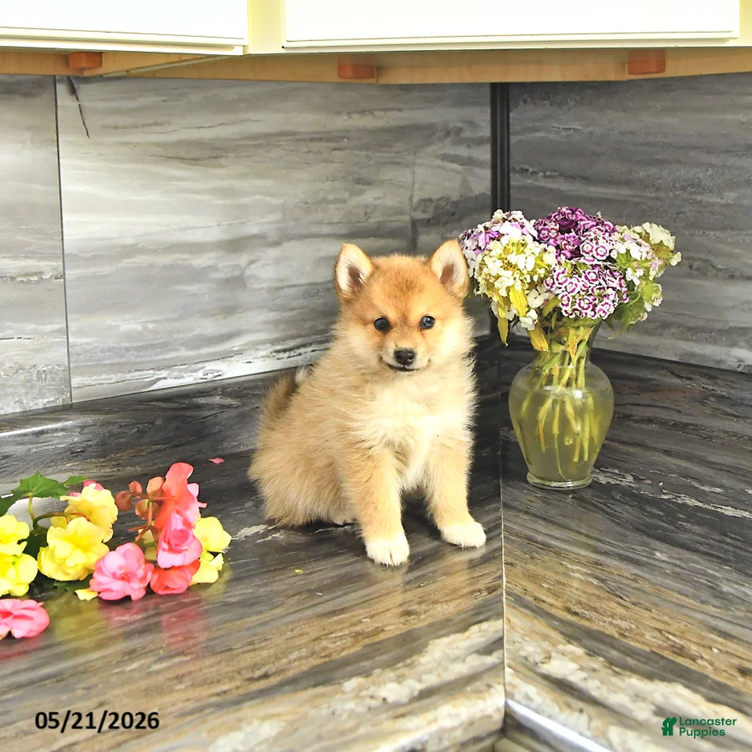 Pomsky dogs for sale: Jewelz - Ad 1