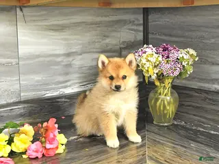 Pomsky dogs for sale: Jewelz - Ad 1