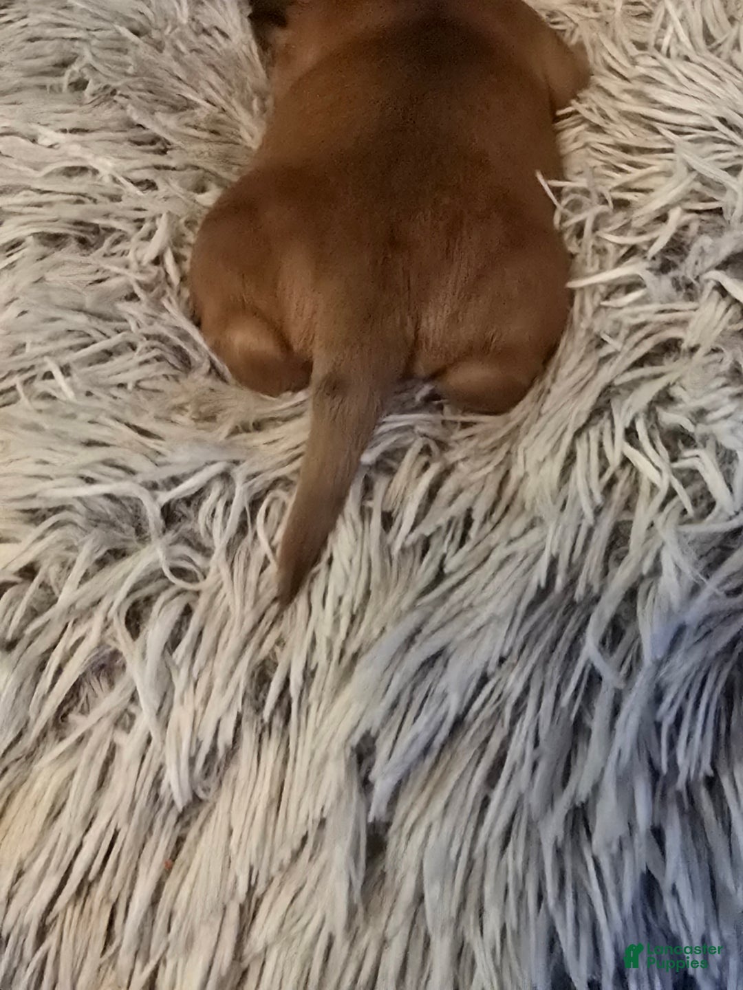 Miniature Dachshund dogs for sale: Duke - Ad 13