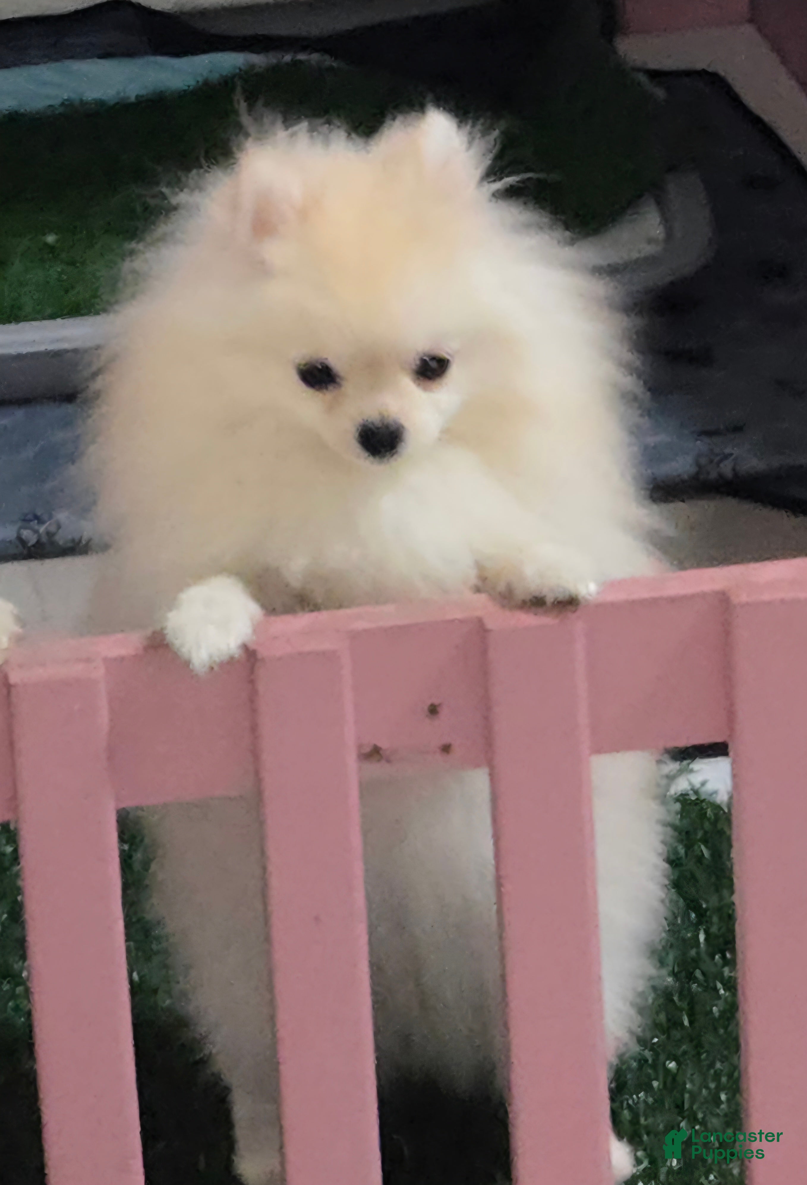 Pomeranian dogs FIONA - Ad 21