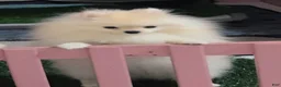Pomeranian dogs for sale: FIONA - Ad 1