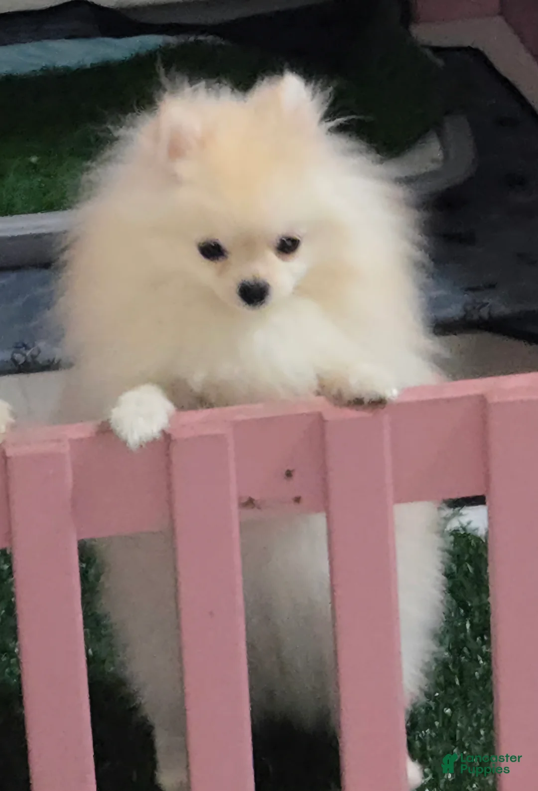 Pomeranian dogs for sale: FIONA - Ad 1