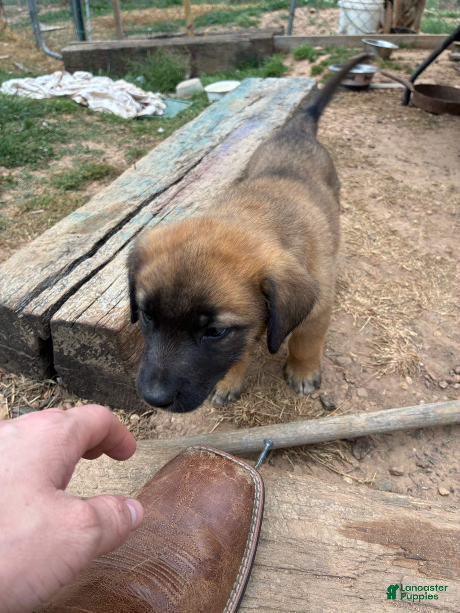 Mixed Breed dogs Mixed Breed Puppy 1 - Ad 34