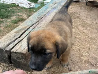 Mixed Breed dogs Mixed Breed Puppy 1 - Ad 34