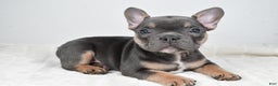 French Bulldog dogs for sale: Flash - Ad 2