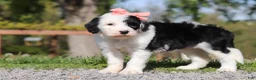 Sheepadoodle dogs for sale: Allie - Ad 6