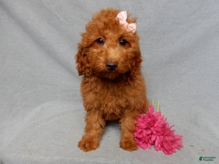 Mini Goldendoodle dogs Tillie - Ad 30