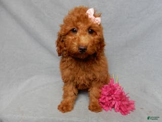 Mini Goldendoodle dogs Tillie - Ad 32