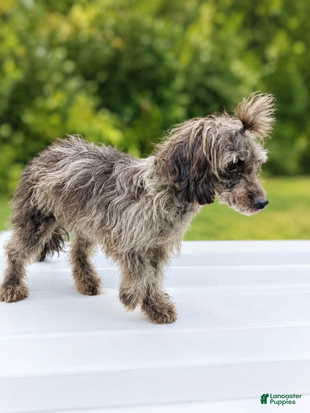 Toy Poodle dogs Havok $200 - Ad 2