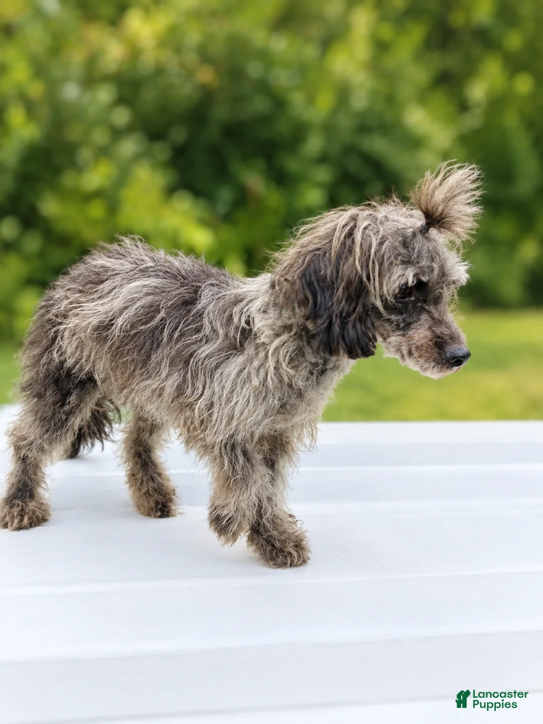 Toy Poodle dogs for sale: Havok $200 - Ad 2