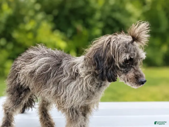 Toy Poodle dogs Havok $200 - Ad 2