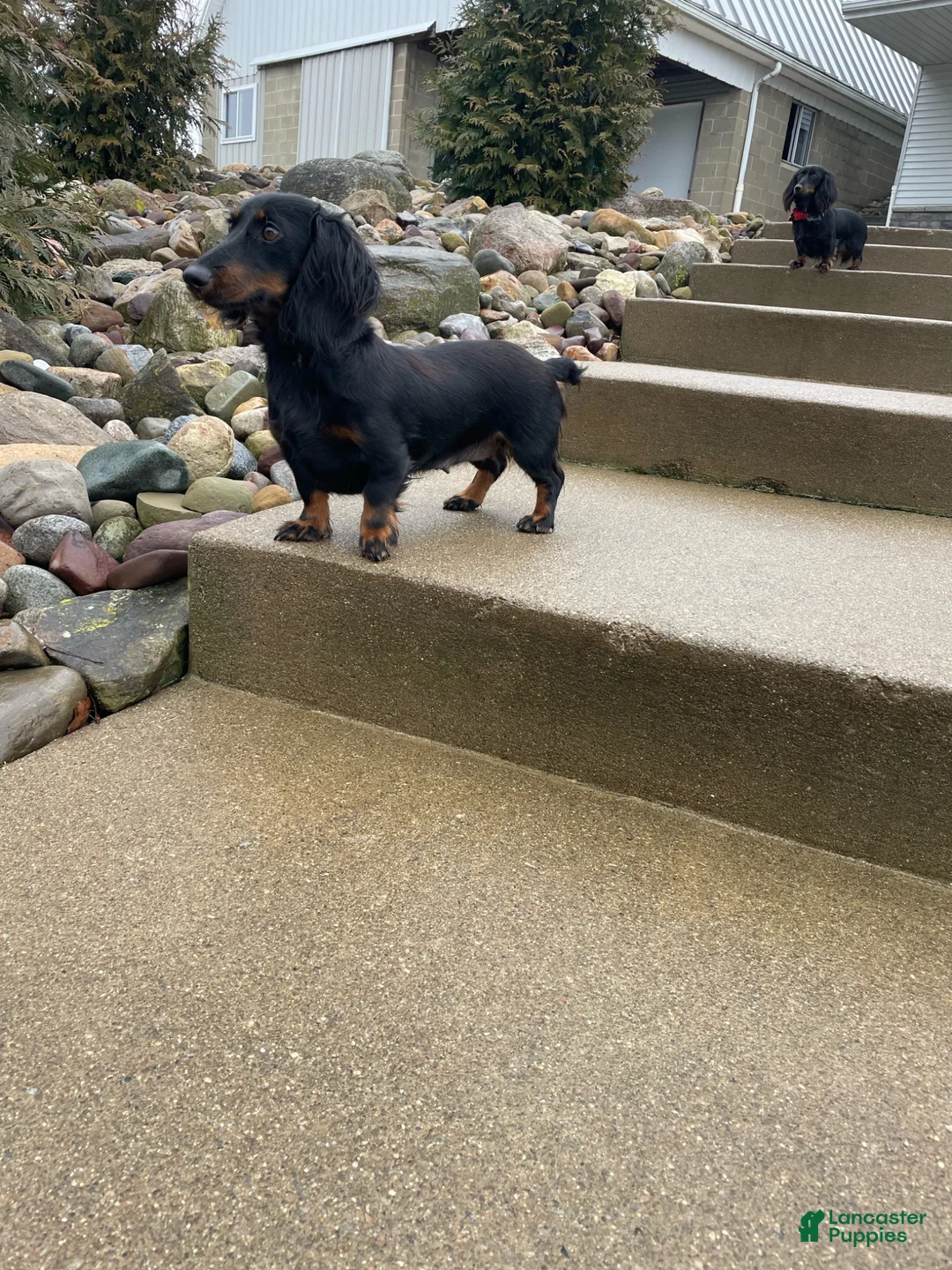 Doxiepoo dogs for sale: Toby - Ad 18