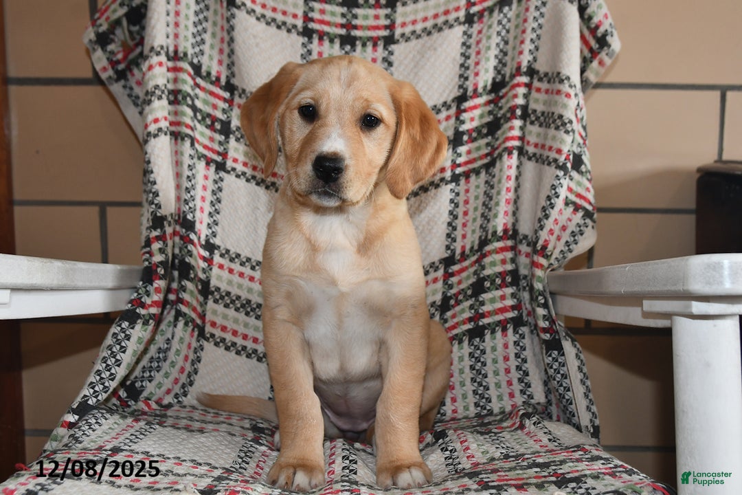 Labrador Retriever dogs for sale: Piper - Ad 5