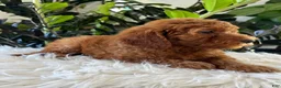 Mini Goldendoodle dogs for sale: Diva - Ad 4