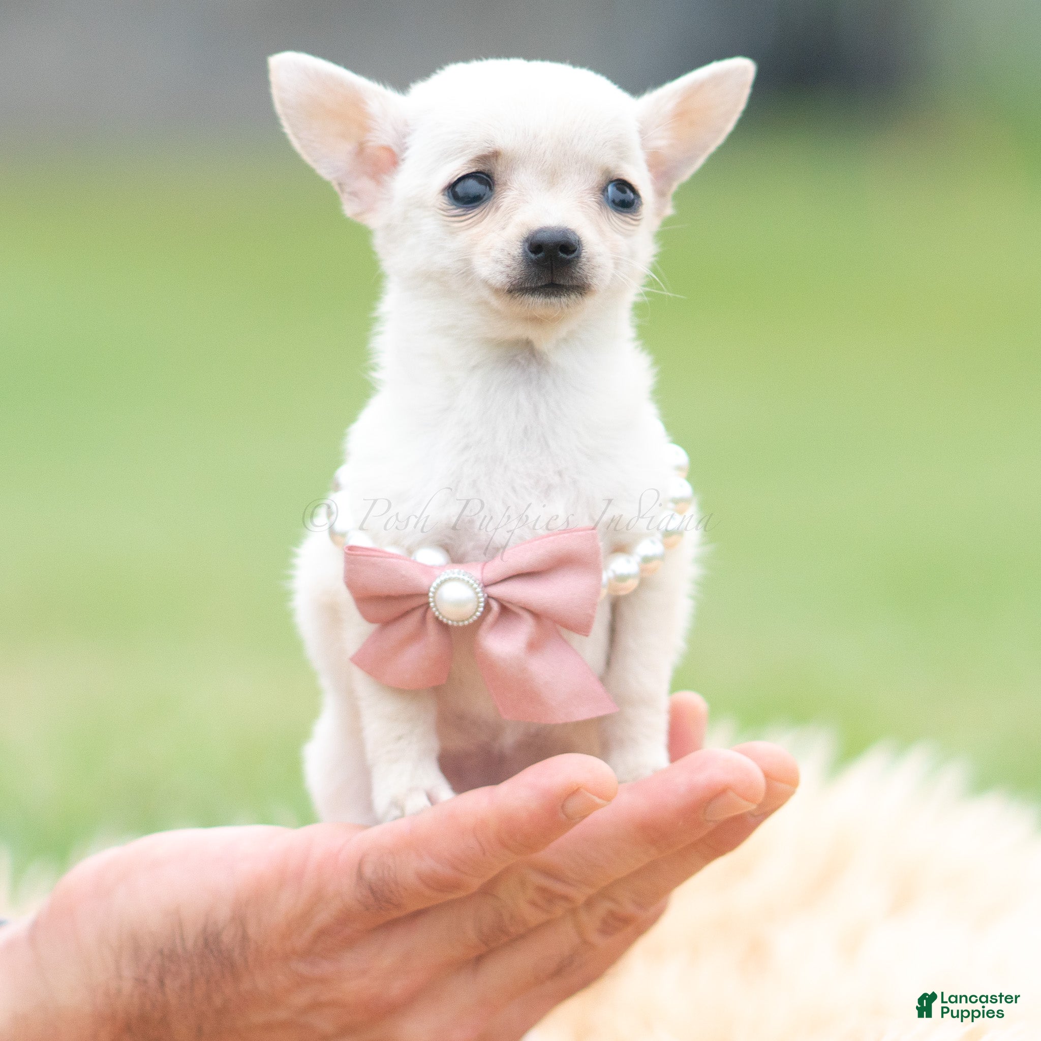 Chihuahua (Chihuahua, Female) in Warsaw, IN