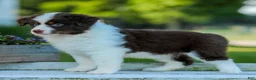 Miniature Australian Shepherd dogs for sale: Judo - Ad 4