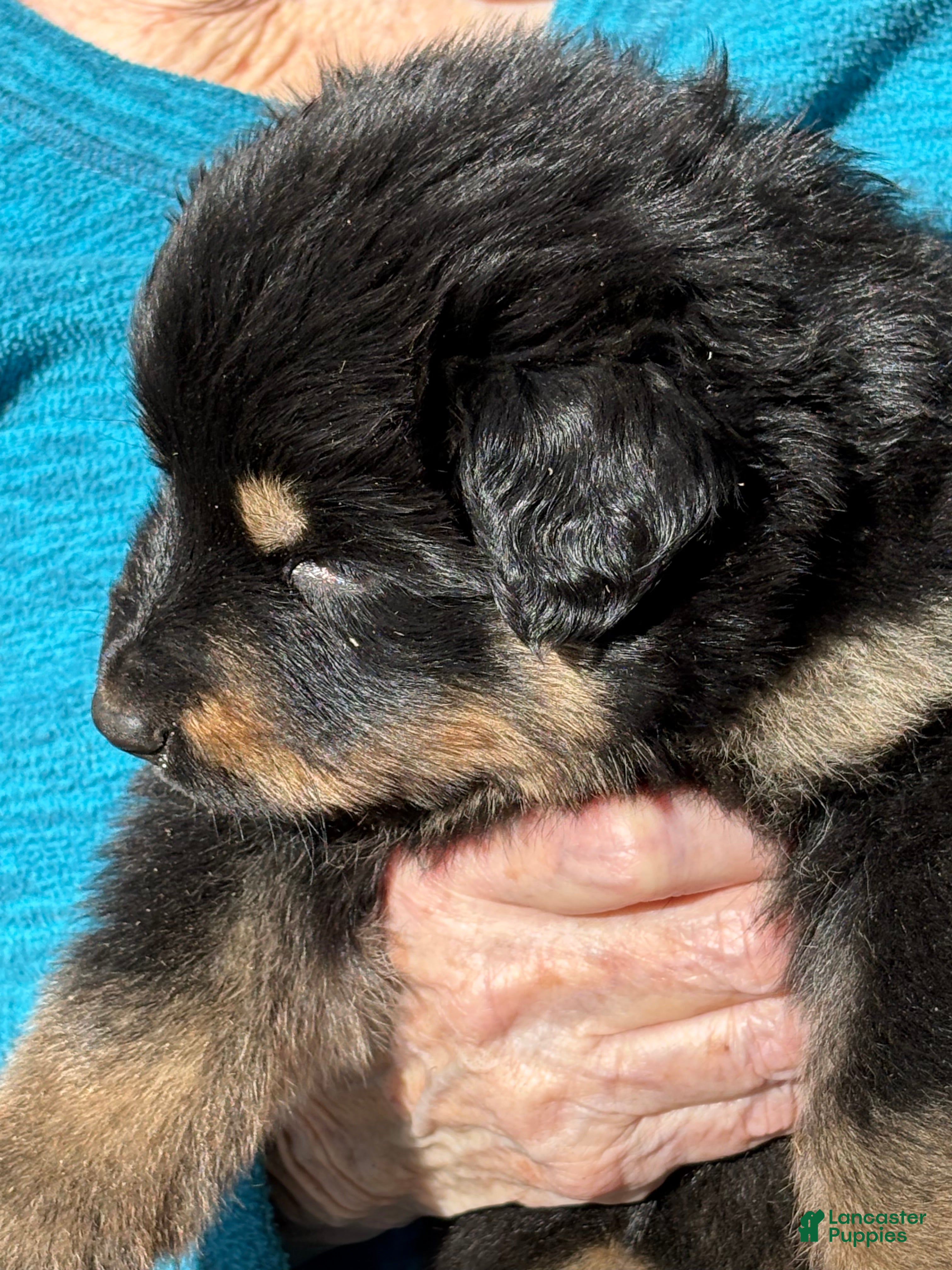Mixed Breed dogs Mixed Breed Puppy 8 - Ad 13