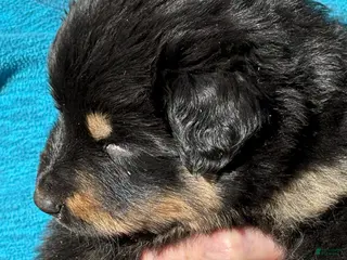 Mixed Breed dogs Mixed Breed Puppy 8 - Ad 13