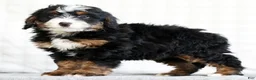 Mini Bernedoodle dogs for sale: Myrtle - Ad 4