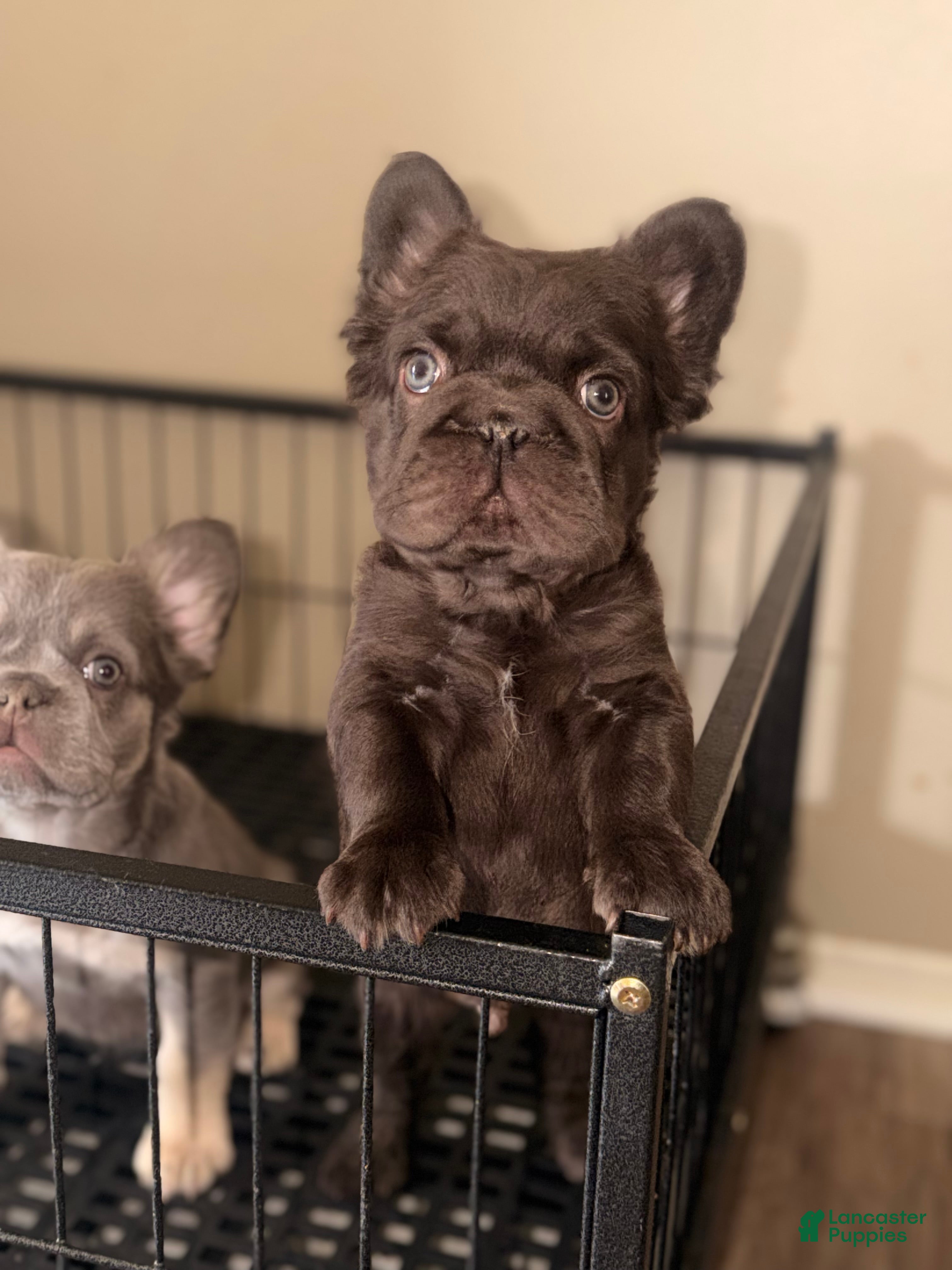 French Bulldog dogs French Bulldog Puppy 3 - Ad 1