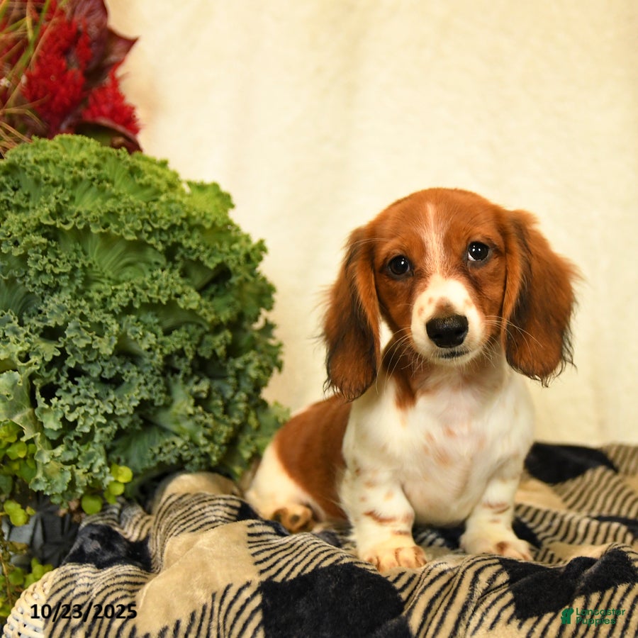 Miniature Dachshund dogs Gigi - Ad 2