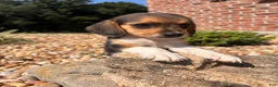 Beagle dogs for sale: Lady - Ad 5