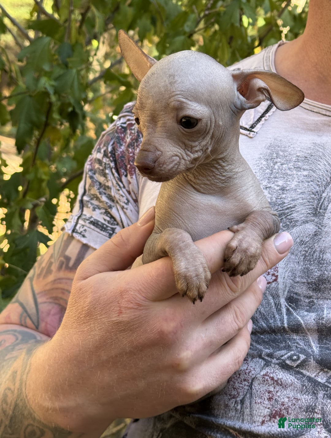 Mixed Breed dogs for sale: Cleopatra  - Ad 15