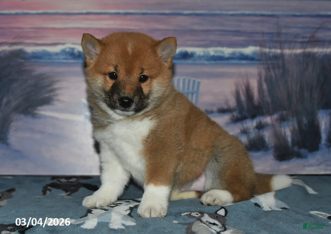 Shiba Inu dogs for sale: Glen - Ad 2