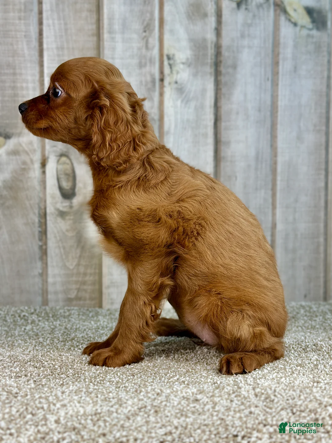 Cavapoo dogs for sale: Girl Dolly - 4937 - Ad 2