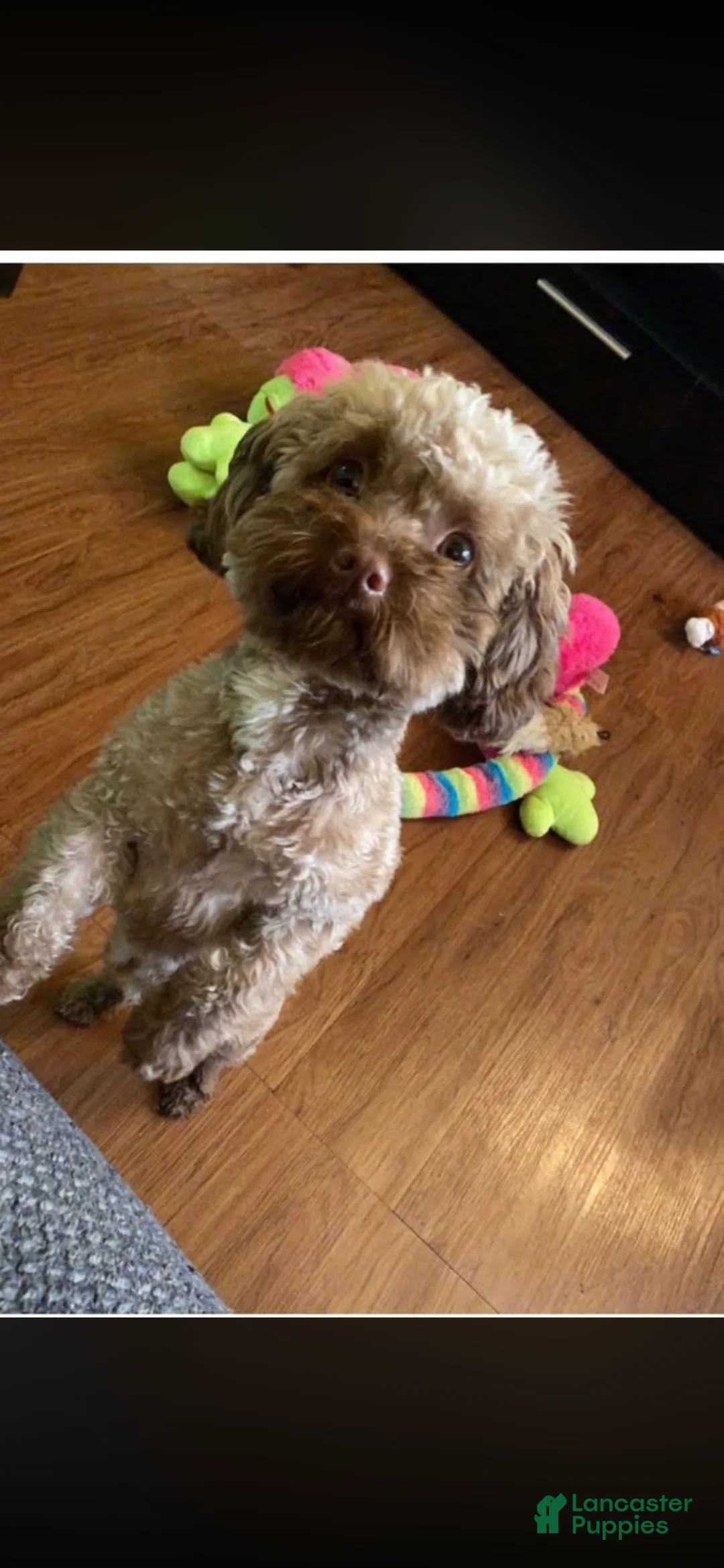 Chipoo dogs for stud: Chipoo stud - Ad 1