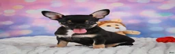 Chihuahua dogs for sale: Boone - Ad 11