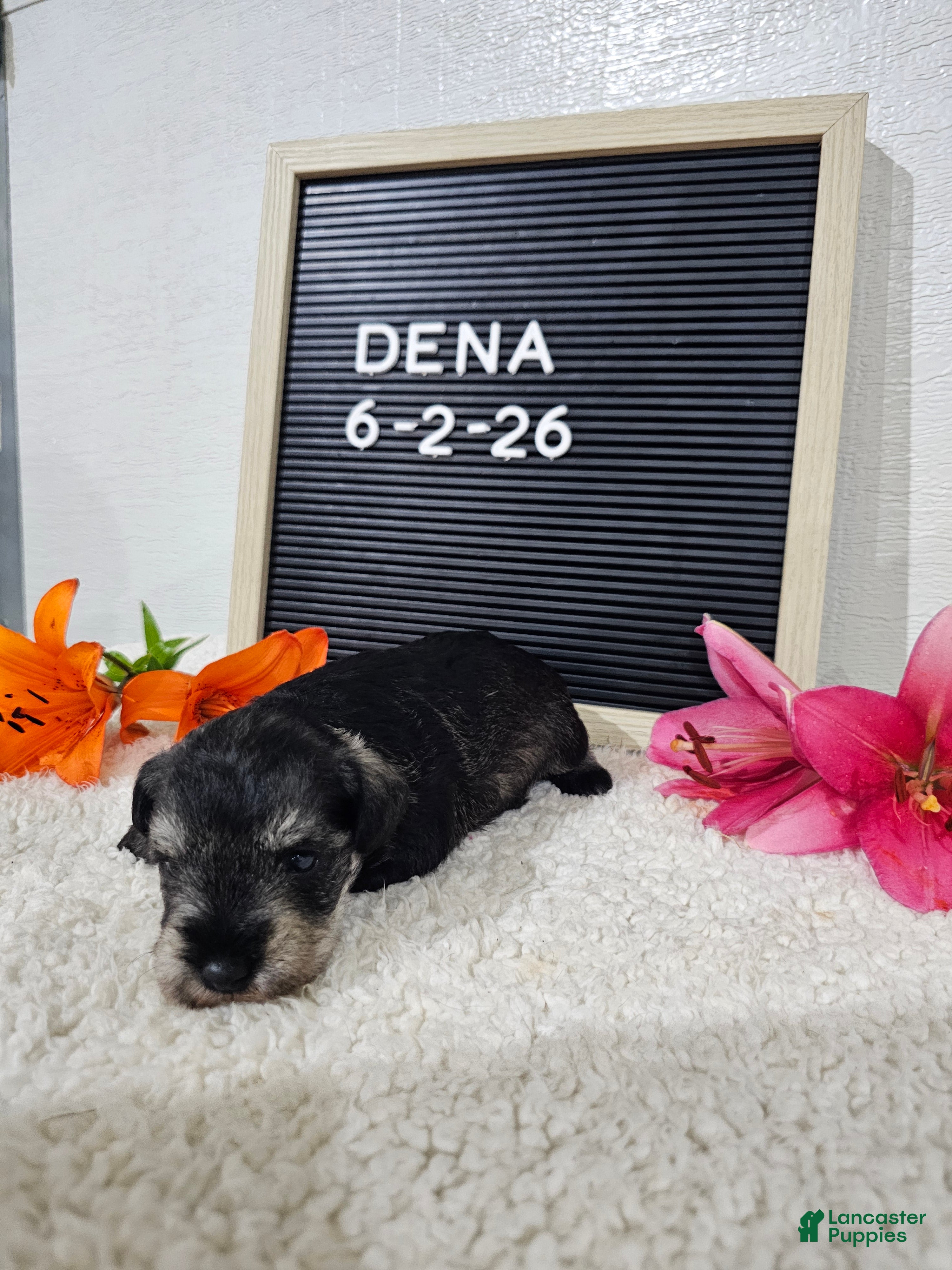 Miniature Schnauzer dogs Dena - Ad 2