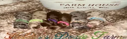 Miniature Dachshund dogs for sale: Haven - Ad 11