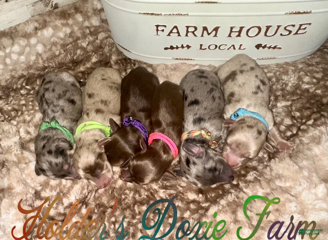 Miniature Dachshund dogs for sale: Haven - Ad 11