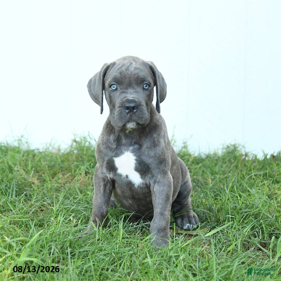 Cane Corso dogs Raven - Ad 1