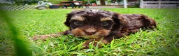 Havapoo dogs for sale: Vixen - Ad 8