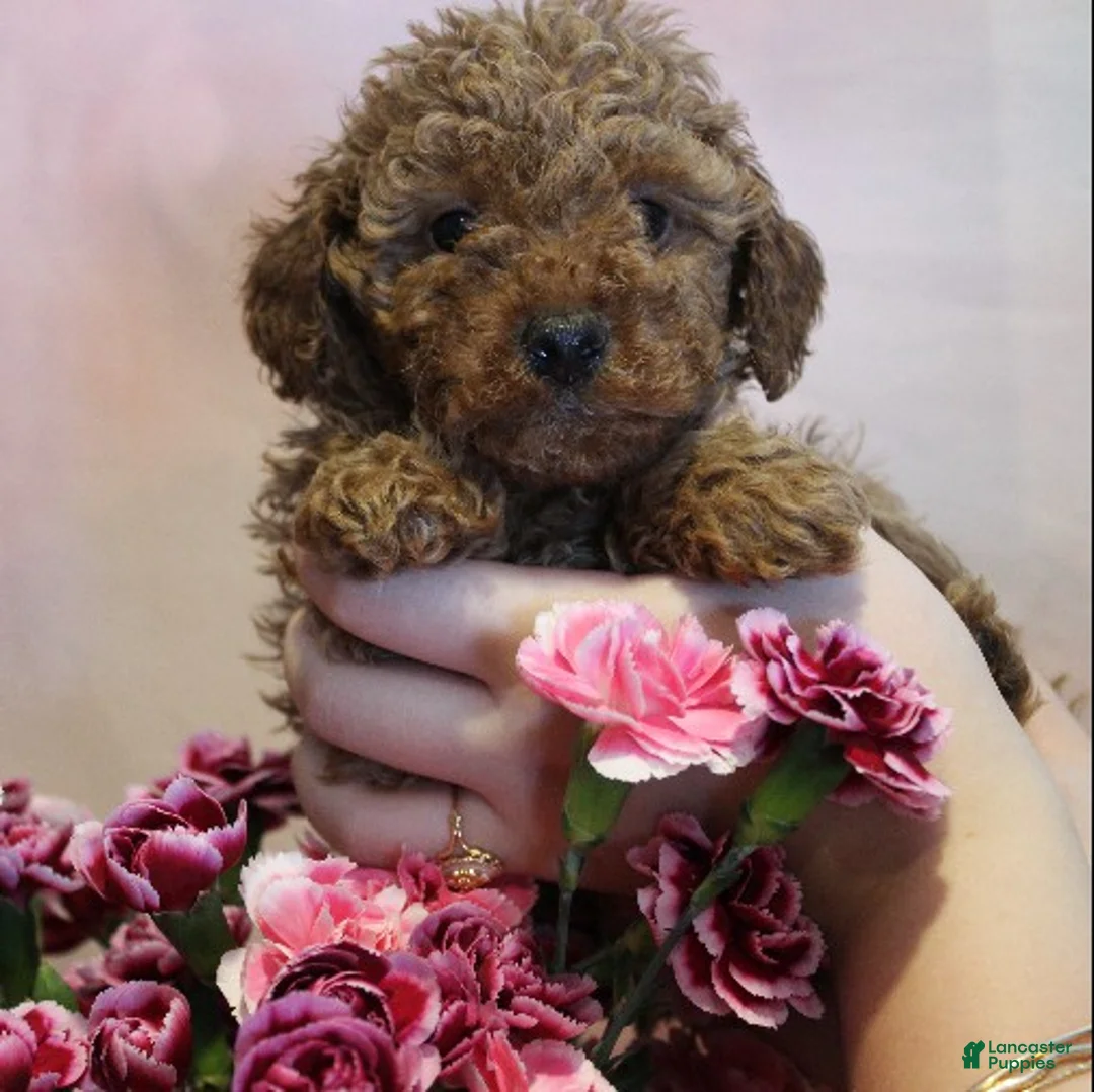 Toy Poodle dogs for sale: Nate - Ad 3