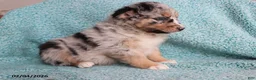 Australian Shepherd dogs for sale: Tiger - Ad 4
