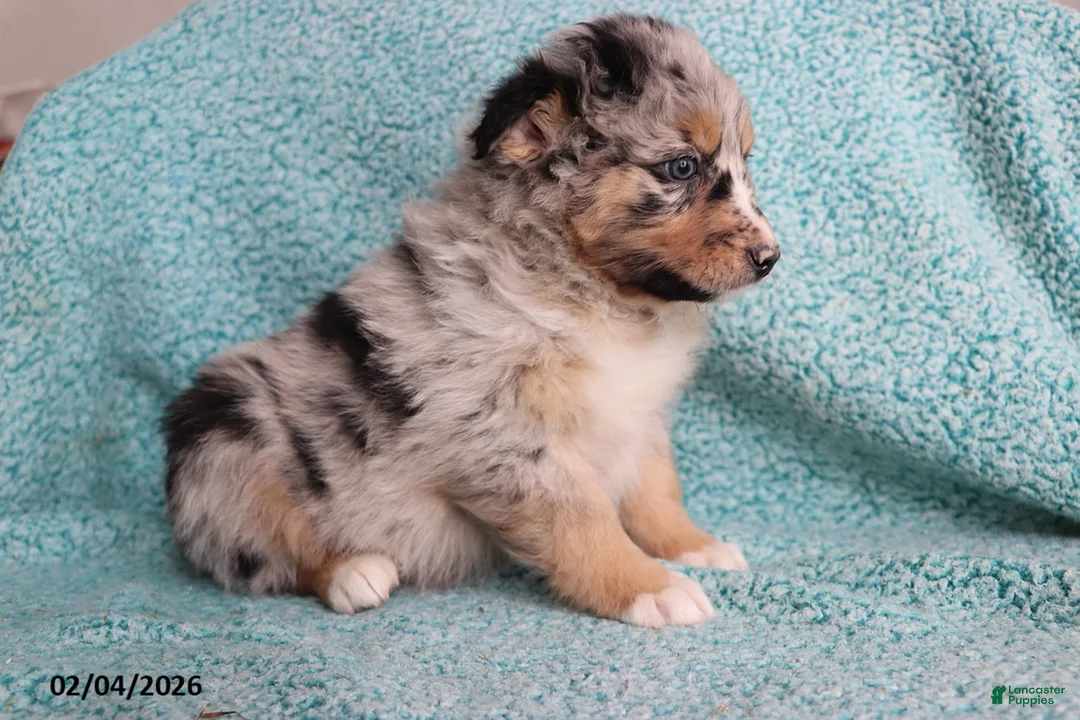 Australian Shepherd dogs for sale: Tiger - Ad 4