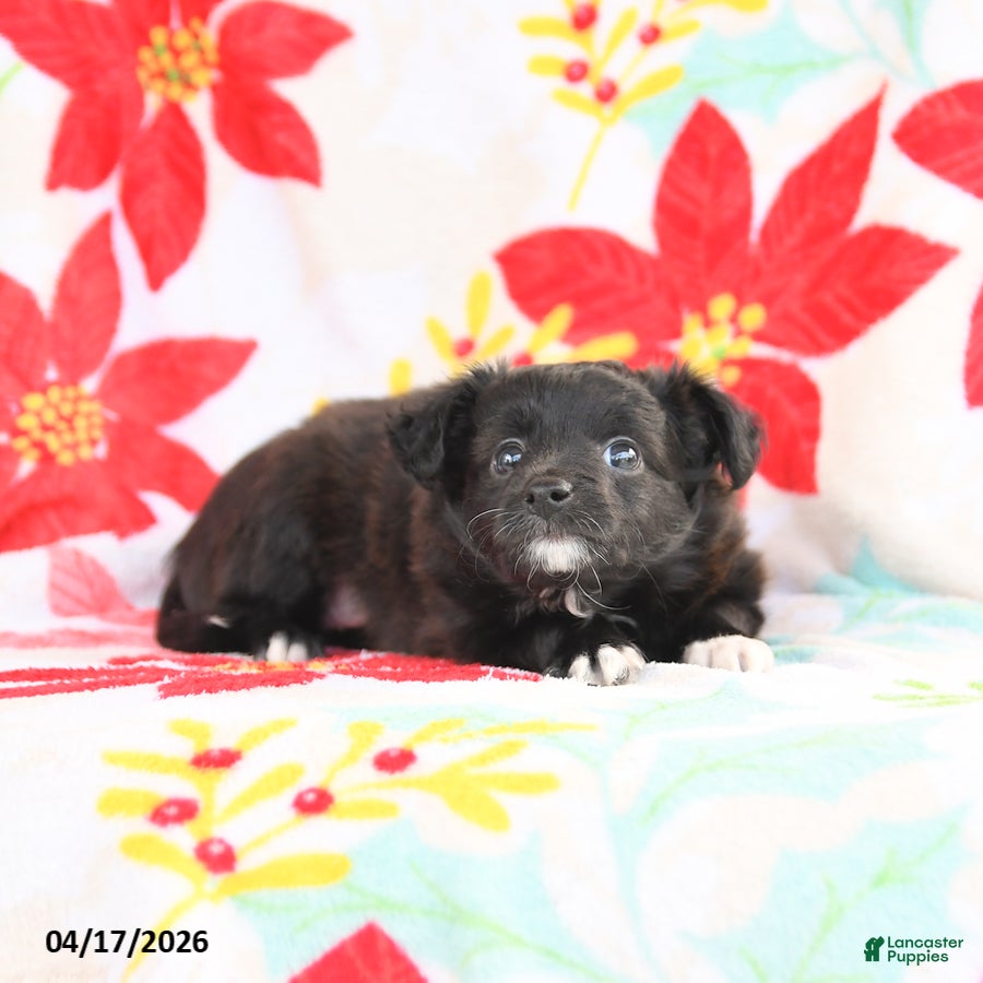 Shetland Sheepdog dogs Jemma - Ad 2