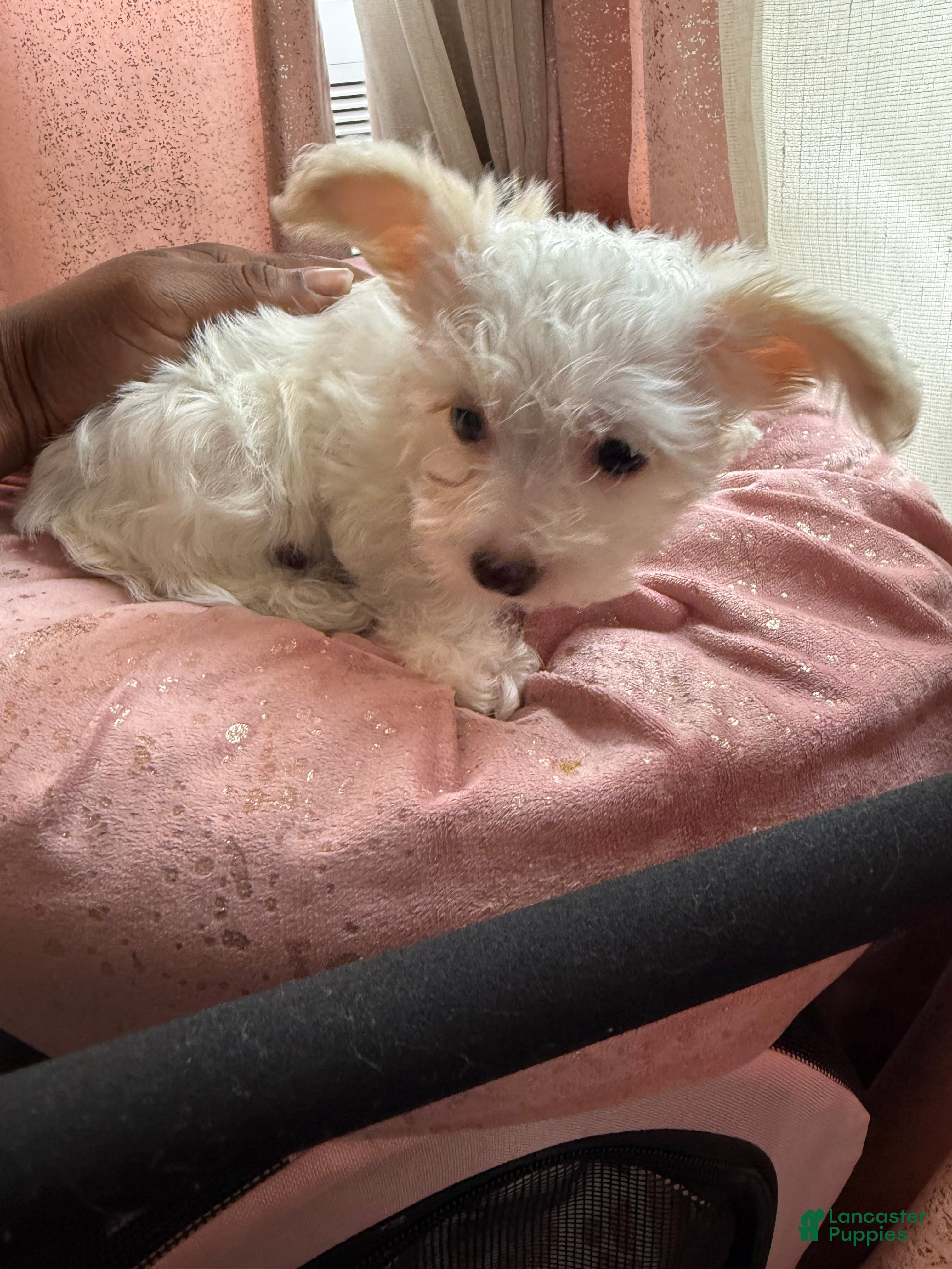 Mixed Breed dogs 🤍 White & Tan Boy - Ad 1